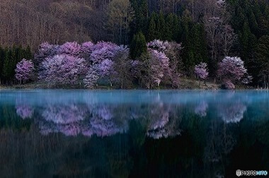 白馬の春